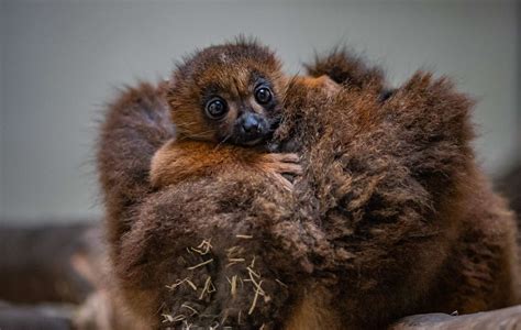 Chester Zoo Welcomes its First Red-Bellied Lemur Baby