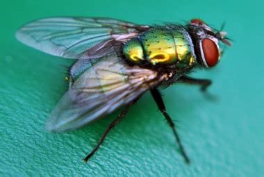 Blow Fly | Pest Information & Prevention Tips