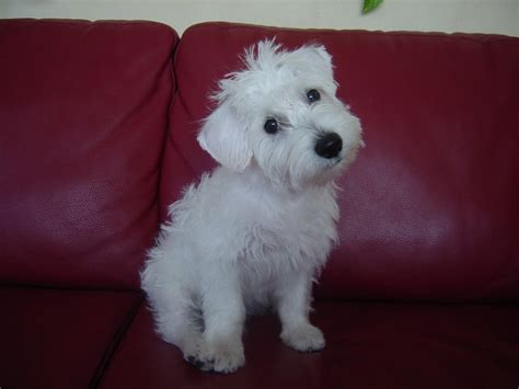 grooming a schnoodle help!