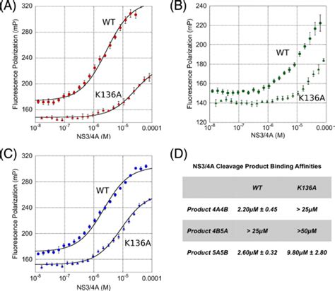 Fluorescence polarization of viral product binding. (A to C ...