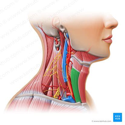 Sternothyroid: Origin, insertion, innervation, action | Kenhub