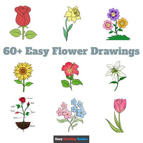 60+ Easy Flower Drawings with Step-by-Step Tutorials