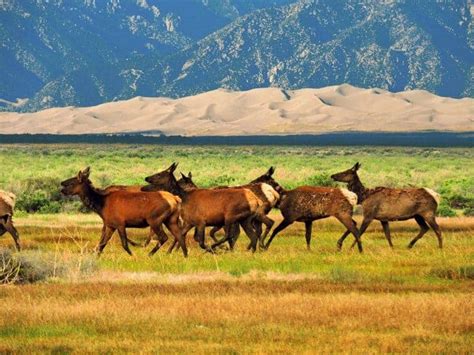 Great Sand Dunes National Park wildlife - TMBtent