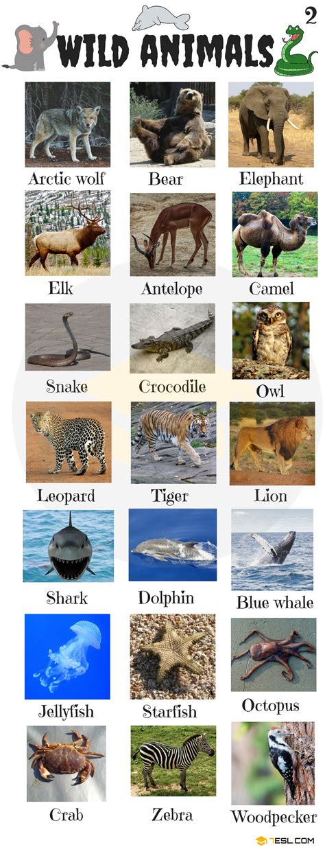 Images Of Wild Animals And Their Names