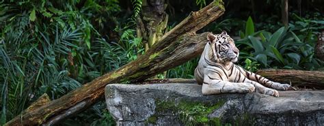 Naissances rares dans les zoos français / A2-B1 | Zoo de beauval, Zoo ...