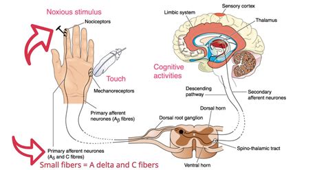 Small Fiber Neuropathy Causes and Treatment - Suzy Cohen, RPh offers ...