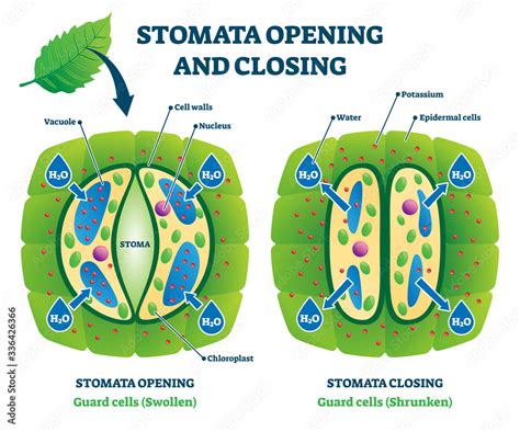 Stomata opening and closing vector illustration. Labeled educational ...