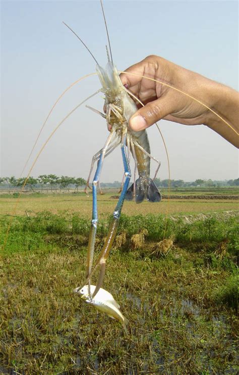 Freshwater prawn farming in Thailand - Responsible Seafood Advocate