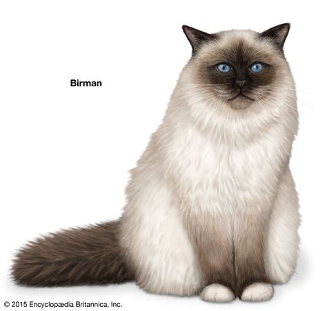 Longhair Cat Breeds | Britannica