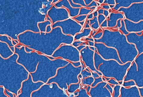 Borrelia Burgdorferi Microscope