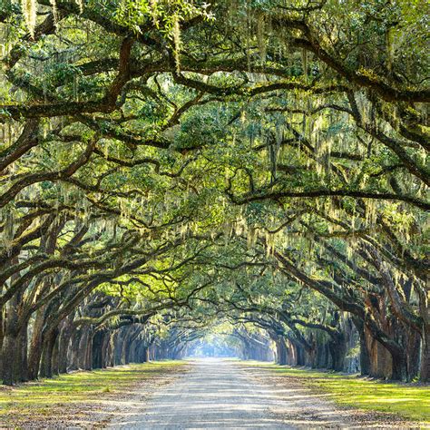 Wormsloe Plantation Oak Trees in Savannah, GA (8 Photos)