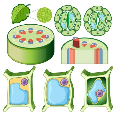 Plant Cell Images - Free Download on Freepik