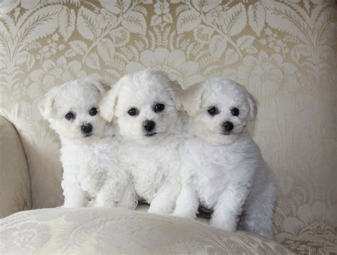 Bichon Frise Dog Breeders Profiles and Pictures | Dog Breeders Profiles ...