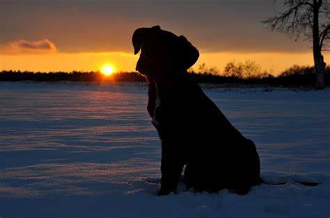 puppy, Dog, Snow, Winter, Sunset, Sun, Evening, Tree, Silhouette ...