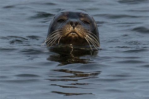 Orkney is an internationally important breeding site for the grey (here ...