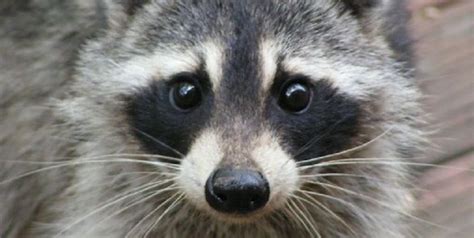 Raccoon Eyes | www.pixshark.com - Images Galleries With A Bite!