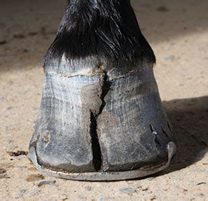 Tackling Hoof Cracks | 2014-07-01 | American Farriers Journal