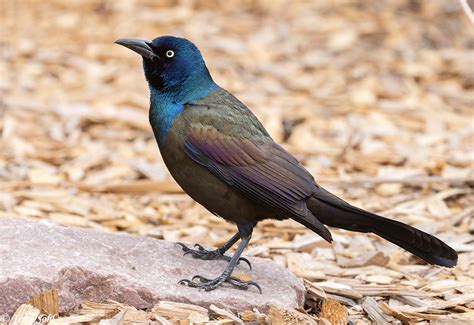 Common Grackle Photos - Photographs - Pictures