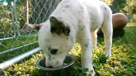 Puppies! White Blue Queensland Heeler Australian Cattle Dog - YouTube