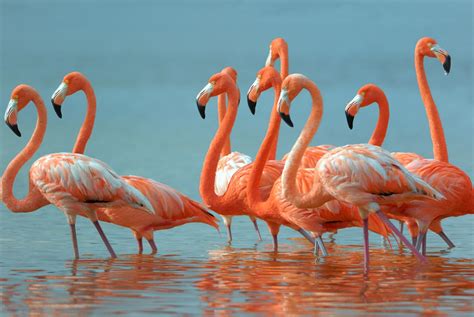 flamingo desktop wallpaper hd wallpapers | ololoshenka | Pinterest | 3d ...