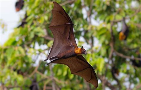 10 brilliant bat facts for kids | National Geographic Kids