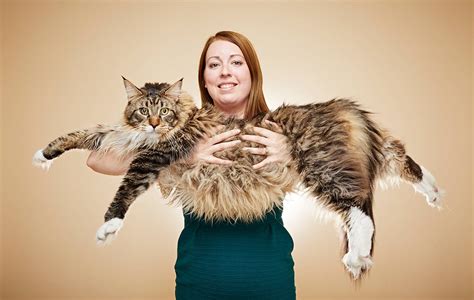 The Maine Coon: The Biggest Domestic Cat In The World - Maine Coon Expert