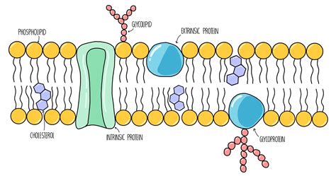 Cell Membranes AQA — the science sauce