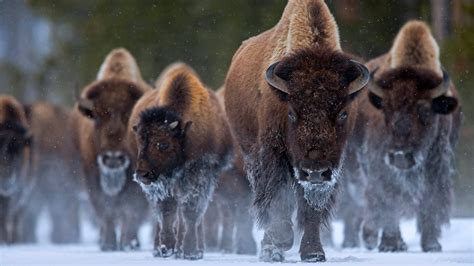 Bison at Yellowstone National Park, Wyoming | North american wildlife ...