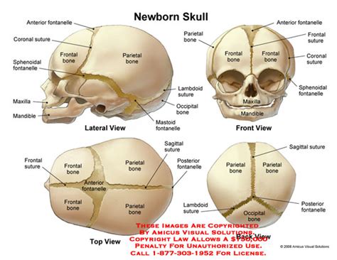 AMICUS Illustration of amicus,anatomy,baby,newborn,infant,skull,head ...