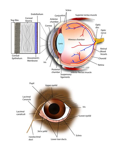 Cornea Eye Diagram