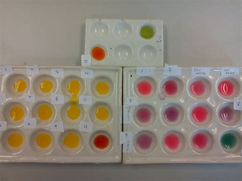 Natural pH Indicator ~ Biochemistry