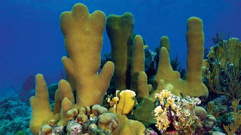 Plants In The Coral Reef Biome