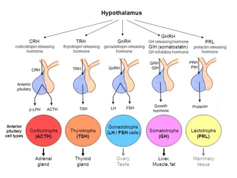 Releasing and Inhibiting Hormones Are Produced by the Quizlet