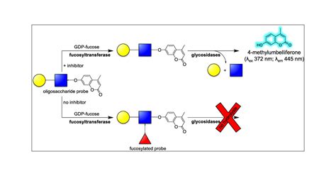 A High-Throughput Glycosyltransferase Inhibition Assay for Identifying ...