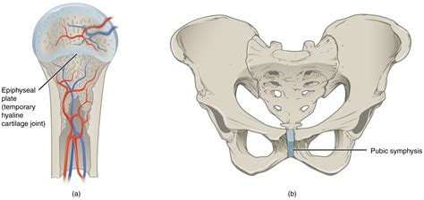 This figure shows the cartilaginous joints. The left panel shows a ...