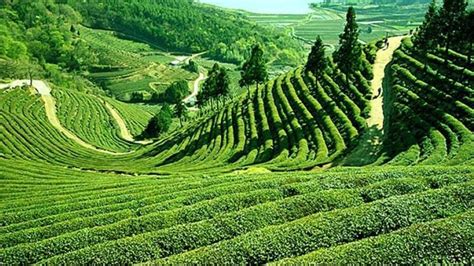 Darjeeling tea estates up for sale due to global recession, may be ...