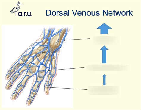 Dorsal Venous Network Diagram | Quizlet