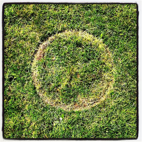 Grass circle | Instagram pictures, Iphone photos, Pictures