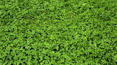 How to Grow a Microclover Lawn? | A Complete Guide - School of Garden