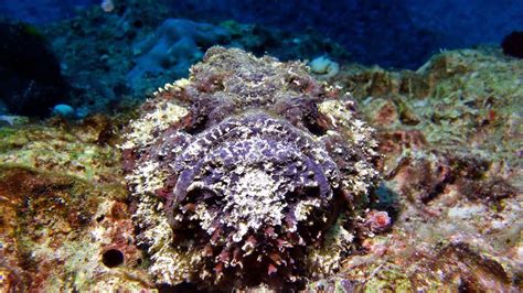 The Stonefish - Local Dive Thailand