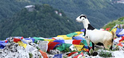 George Everest Peak Trek Mussoorie – Untold Travel Tales