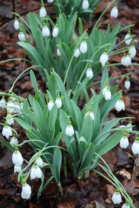 anglesey abbey snowdrops 003 | Steve Ferris | Flickr