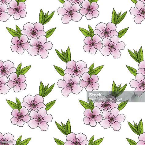 Drawing Flower Of Almond Tree Isolated At White Background Stock ...