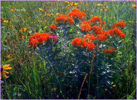 Fat Johnny's Front Porch: Kansas Tallgrass Prairie Wildflowers