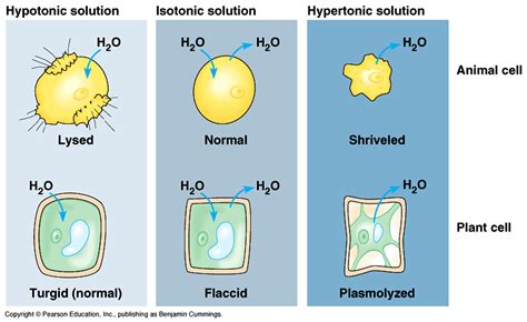 prokaryotes - Does osmosis take place in prokaryotic cells? - Biology ...