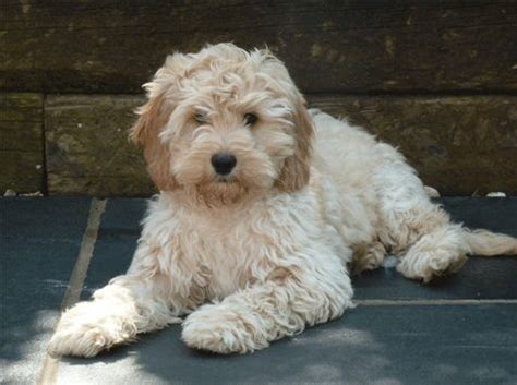 378 best images about Cockapoo - my pup on Pinterest | Poodles ...