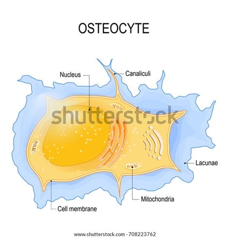 Osteocyte Structure Bone Cell Vector Diagram: Vector có sẵn (miễn phí ...