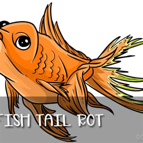 Fin Rot In Goldfish - Causes, Symptoms and Treatments