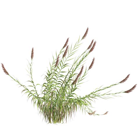 Bush Hd Transparent, Arundo Donax Bush On Transparent Background ...