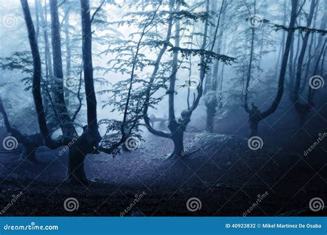 Horror forest at night stock photo. Image of black, enchanted - 40923832